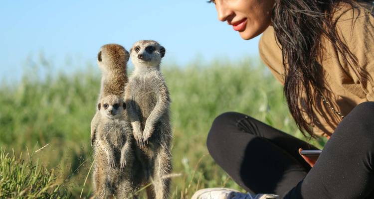 Person sitting with meerkats standing upright on grassland.