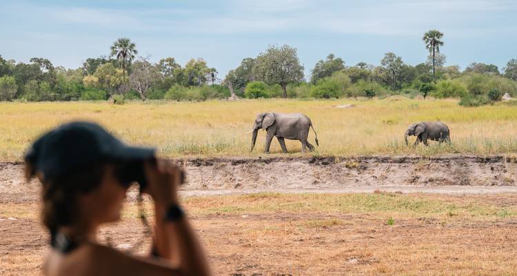 Two elephants walking in a savannah landscape.