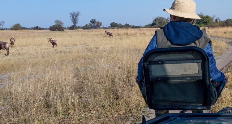 Person on safari observing grazing antelopes in a grassland.