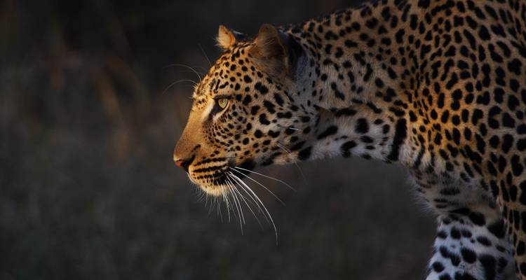 Leopard prowling with focus in a dark setting.