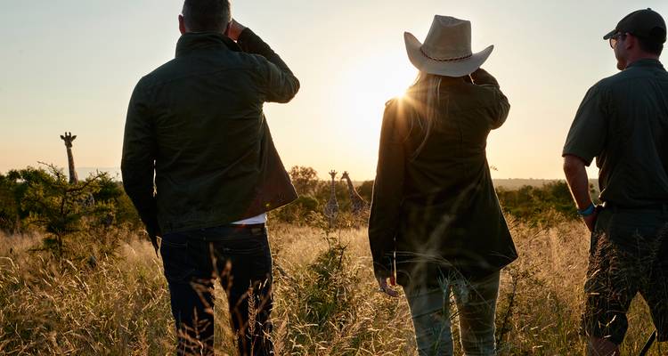Group of people watching giraffes at sunset in grassland.