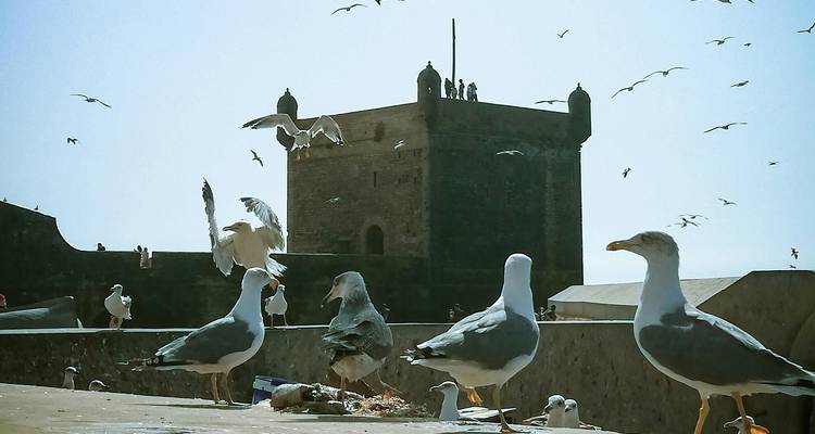 Seagulls flying around a historic fort by the sea.