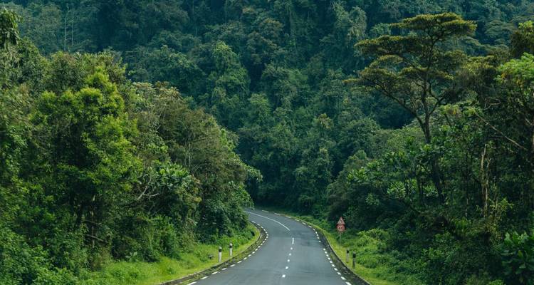 Road through lush green forest.