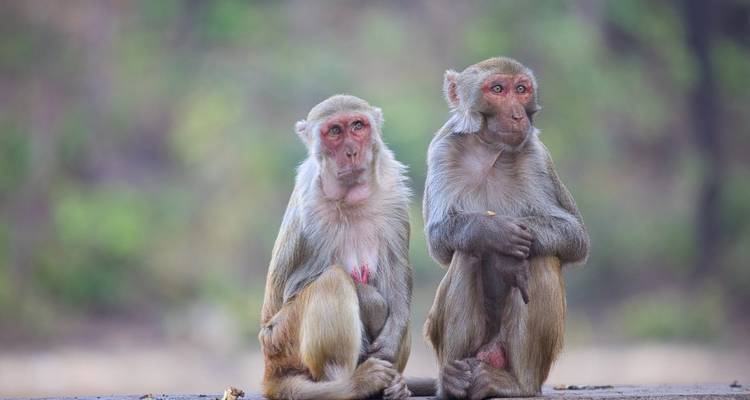 Two monkeys sitting together.