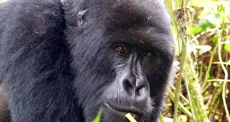Close-up of a gorilla in the wild.
