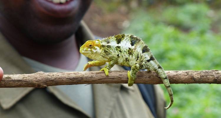 Chameleon resting on a branch held by a person.