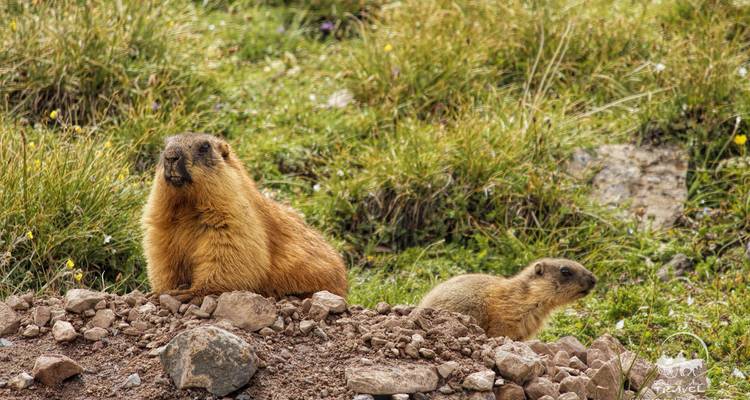Deux marmottes sur un terrain rocheux avec de l'herbe en arrière-plan.