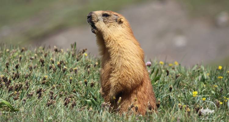 Une marmotte debout sur ses pattes arrière dans un champ d'herbe et de fleurs sauvages.