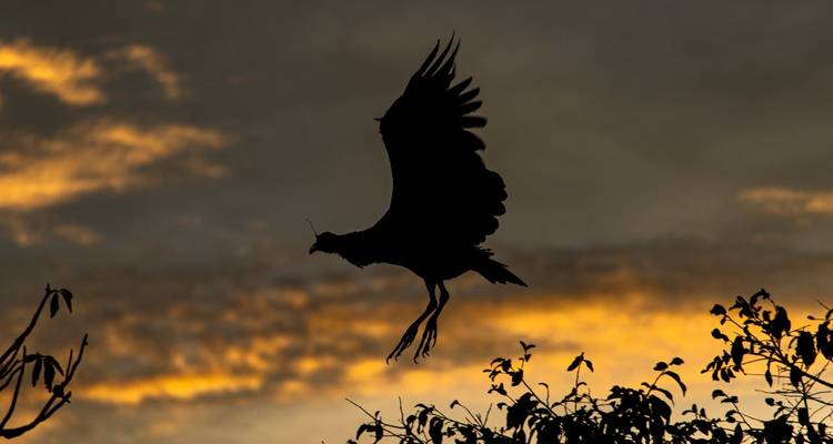 Silhouette of a bird in flight against a dramatic sunset sky.