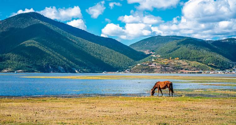 Cheval broutant près d'un grand lac entouré de montagnes.