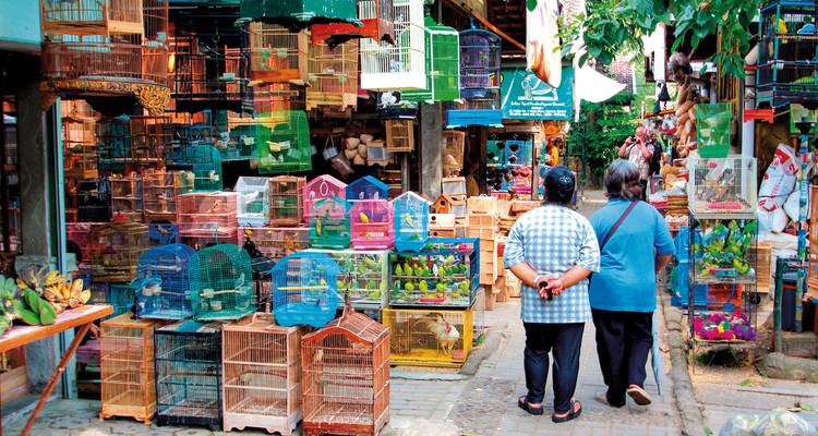Scène de marché avec des cages à perroquets colorées.