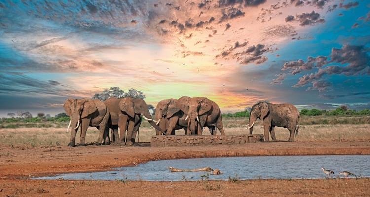 Des troupeaux d'éléphants près d'un point d'eau au coucher du soleil.