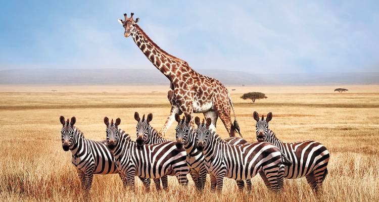 Girafe parmi les zèbres dans une prairie ouverte.