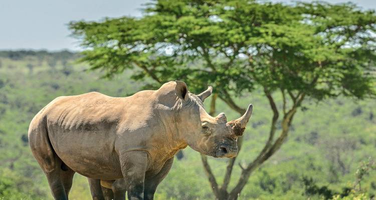 Un rhinocéros debout devant des acacias.