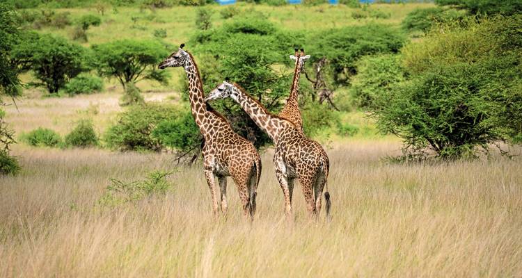 Des girafes broutant parmi la verdure dans une savane.