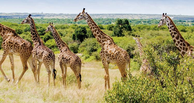 Des girafes marchant à travers une zone de prairie.