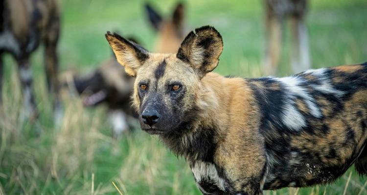 Close-up of an African wild dog in the grass.