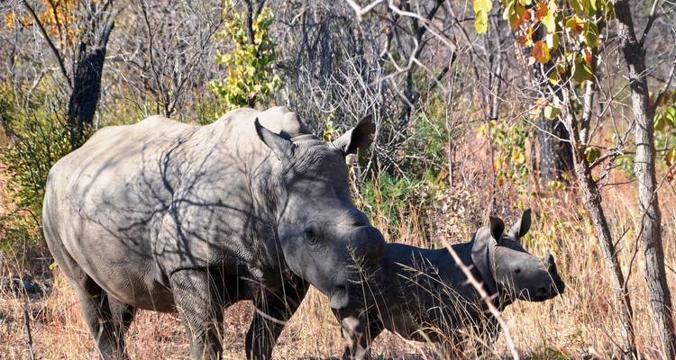 Two rhinos standing in a dry, wooded area.