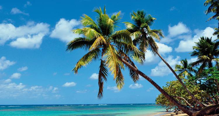 Palmbomen die overhellen boven een rustig turquoise Caribisch strand onder heldere blauwe hemel.