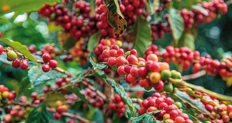 Cerises de café rouges poussant sur un caféier.