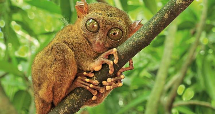 Een close-up van een spookdiertje met grote ogen dat zich vastklemt aan een tak.