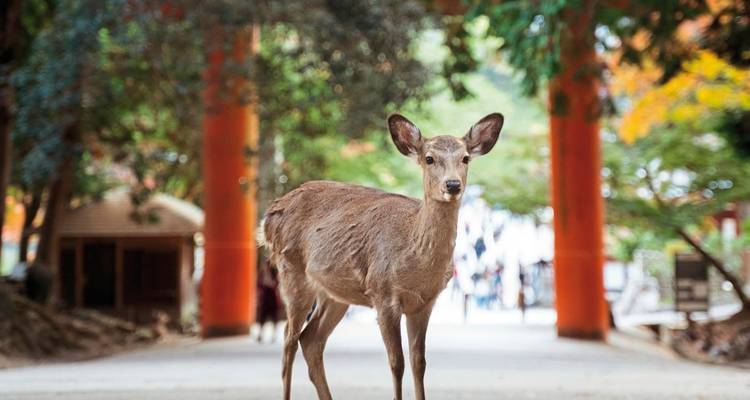 Un cerf se tenant sous des portiques torii dans un cadre paisible de parc.
