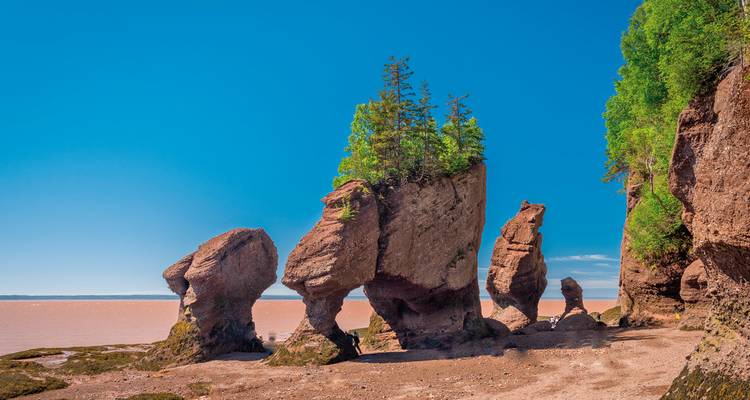 Rock formations at Hopewell Rocks with trees on top during low tide.