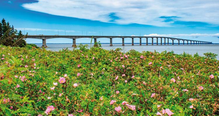 Vista amplia de un puente sobre el agua con flores silvestres en primer plano.