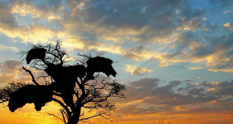 Silhouetted tree with bird nests against a colorful sunset sky.