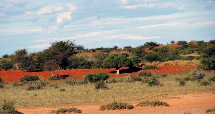 Sparse vegetation and red soil in a savannah landscape.