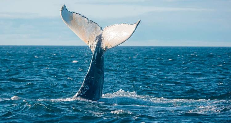 Whale tail breaching the ocean surface.