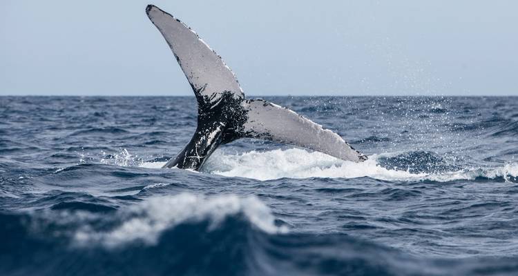 Walflosse, die aus den Meereswellen auftaucht.