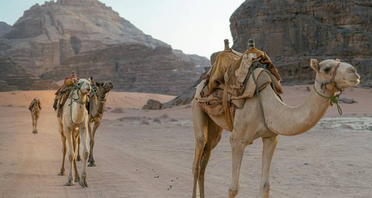 Des chameaux marchant à travers un désert avec des falaises rocheuses.