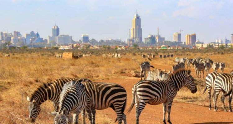 Zèbres broutant avec l'horizon urbain en arrière-plan.