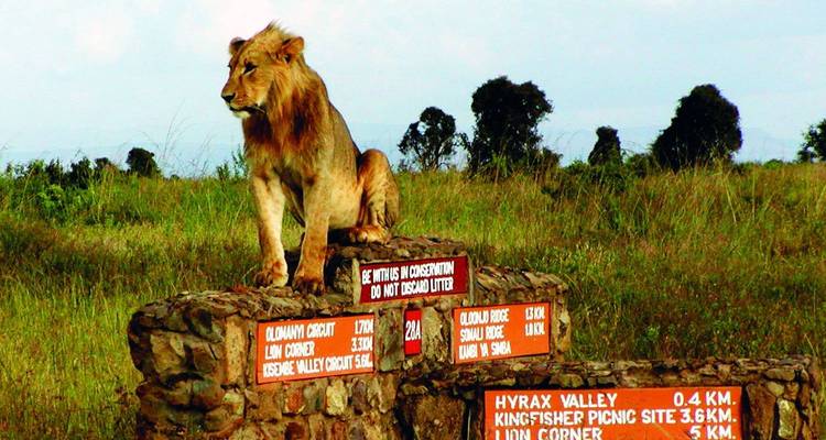 Lion assis sur un panneau avec savane herbeuse.
