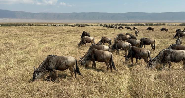 Herd of wildebeest grazing in a savannah.