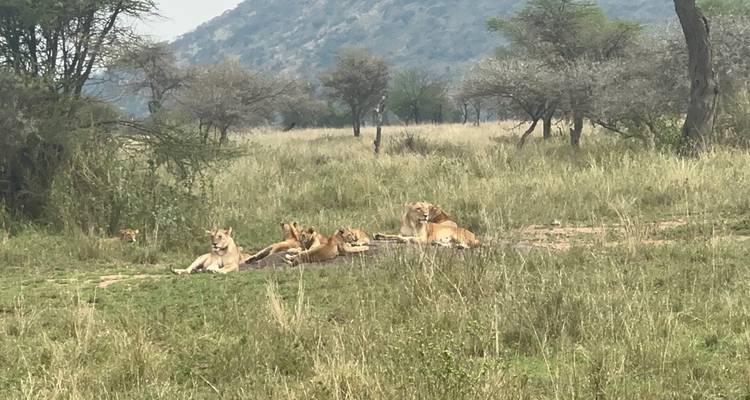 Group of lions resting in the savannah.