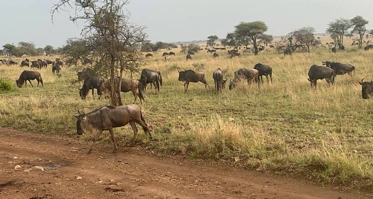 Wildebeest in a grassy field with trees.