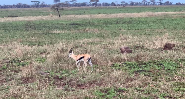 Gazelle in a grassland area.