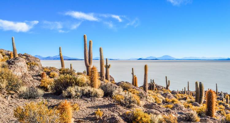 Desert landscape with tall cacti and a vast plain in the background.