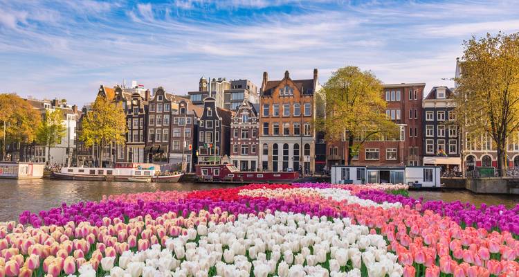 Jardin de tulipes colorées avec les maisons à pignon d'Amsterdam en arrière-plan.