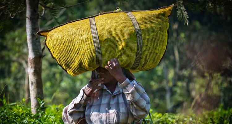 Person carrying a large sack on their head through a field.