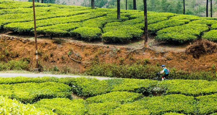 Person cycling through lush green tea plantations.