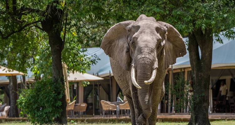 Ein großer Elefant, der in der Nähe eines Zeltlagers steht, umgeben von Grün.