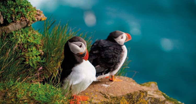 Deux macareux debout sur une falaise surplombant une eau bleue.
