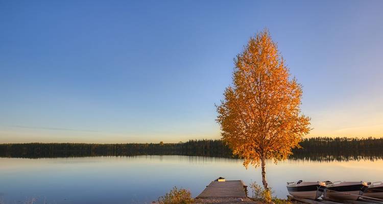 Lac immobile avec un seul arbre aux couleurs d'automne sur la rive.