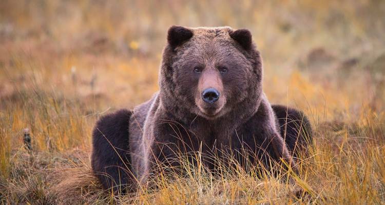 Gros plan d'un ours se reposant dans l'herbe pendant la journée.