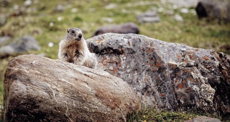 Ein Murmeltier, das auf einer felsigen Oberfläche mit Gras und Steinen steht.
