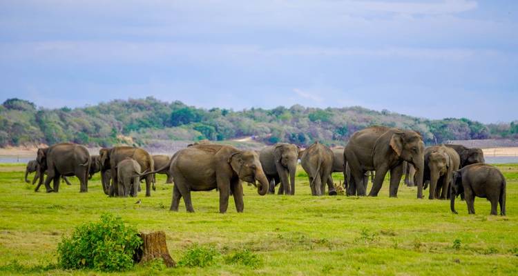 Un troupeau d'éléphants marchant dans une plaine herbeuse.