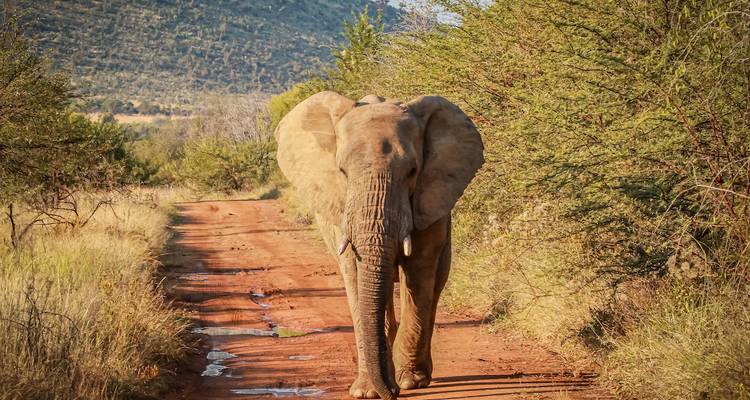 Un éléphant marchant sur un chemin de terre entouré de brousse.